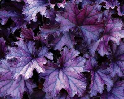 Heuchera Forever® Purple -Ship Only