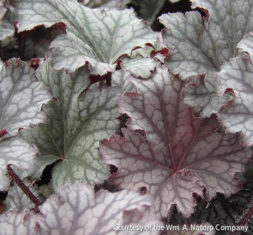 Heuchera 'Frosted Violet' -Ship Only