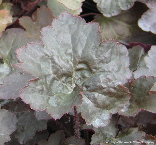 Heuchera m. 'Palace Purple' -Ship Only