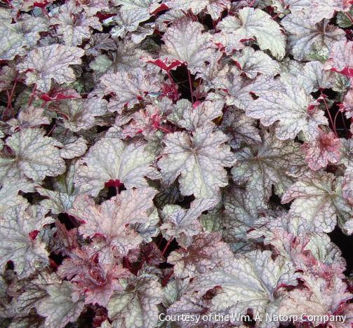 Heuchera 'Plum Pudding' -Ship Only