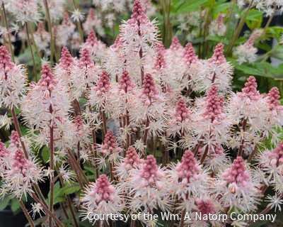 Tiarella 'Spring Symphony' -Ship Only