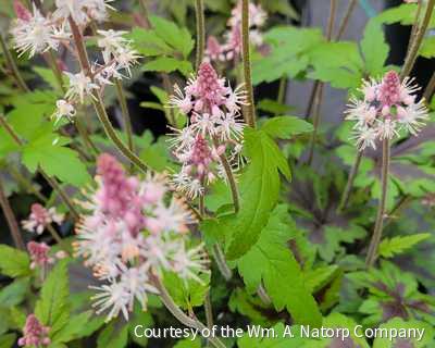 Tiarella 'Sugar and Spice' -Ship Only