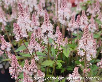 Tiarella 'Pink Skyrocket' -Ship Only