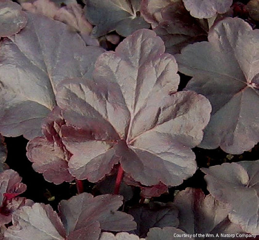 Heuchera 'Obsidian' -Ship Only