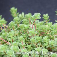 Sedum s. 'John Creech' -Ship Only