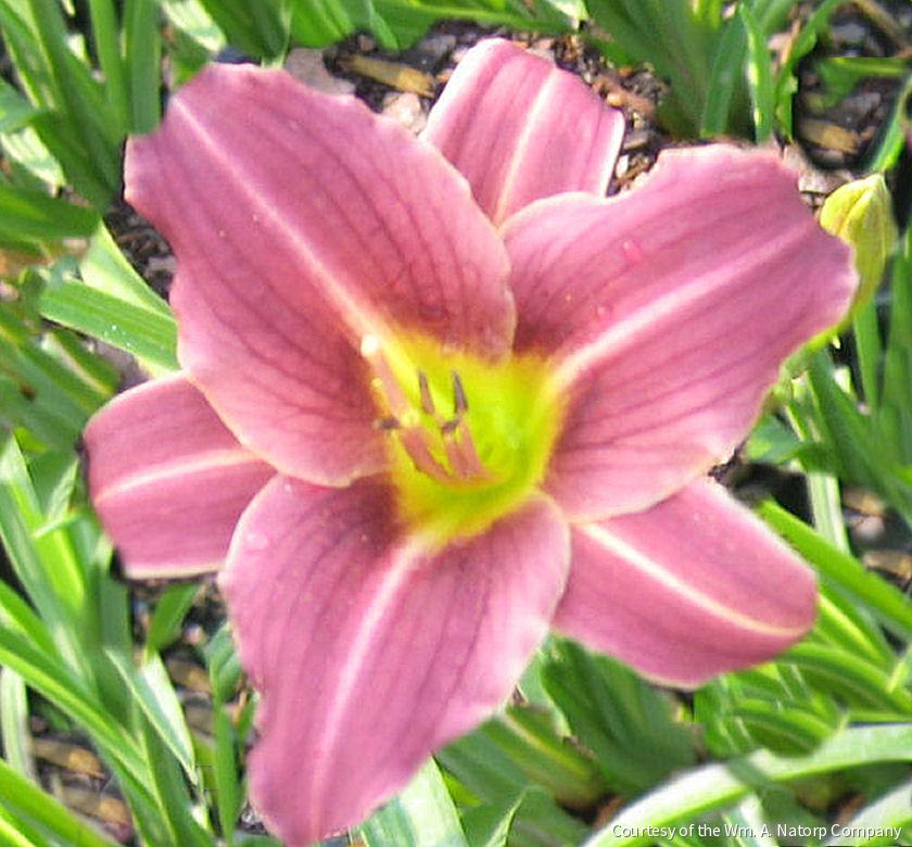 Hemerocallis 'Purple de Oro' -Ship Only