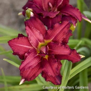 Hemerocallis 'Double Pardon Me' -Ship Only