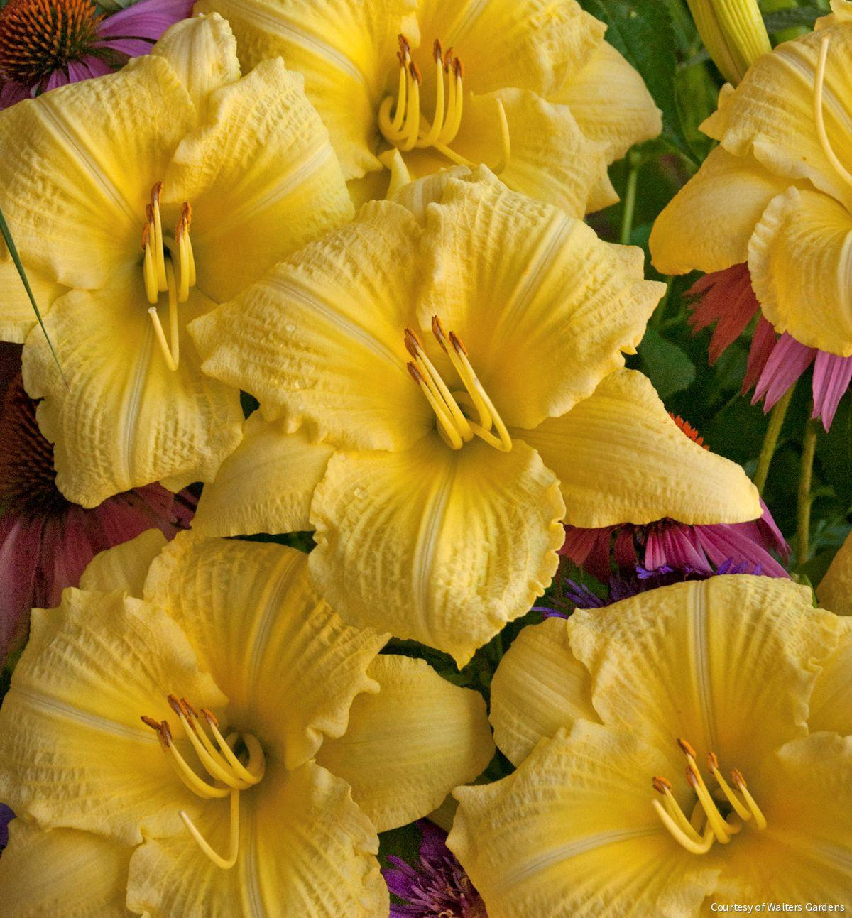 Hemerocallis 'Going Bananas' -Ship Only