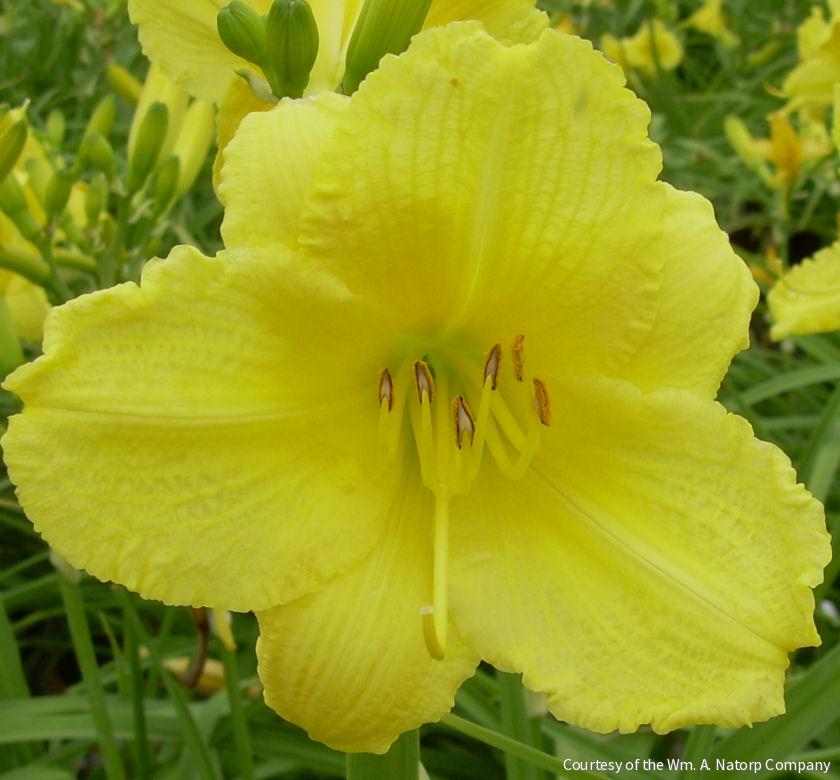 Hemerocallis 'Happy Returns' -Ship Only