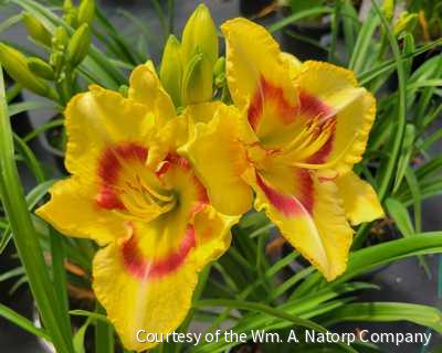 Hemerocallis 'Monterey Jack' -Ship Only