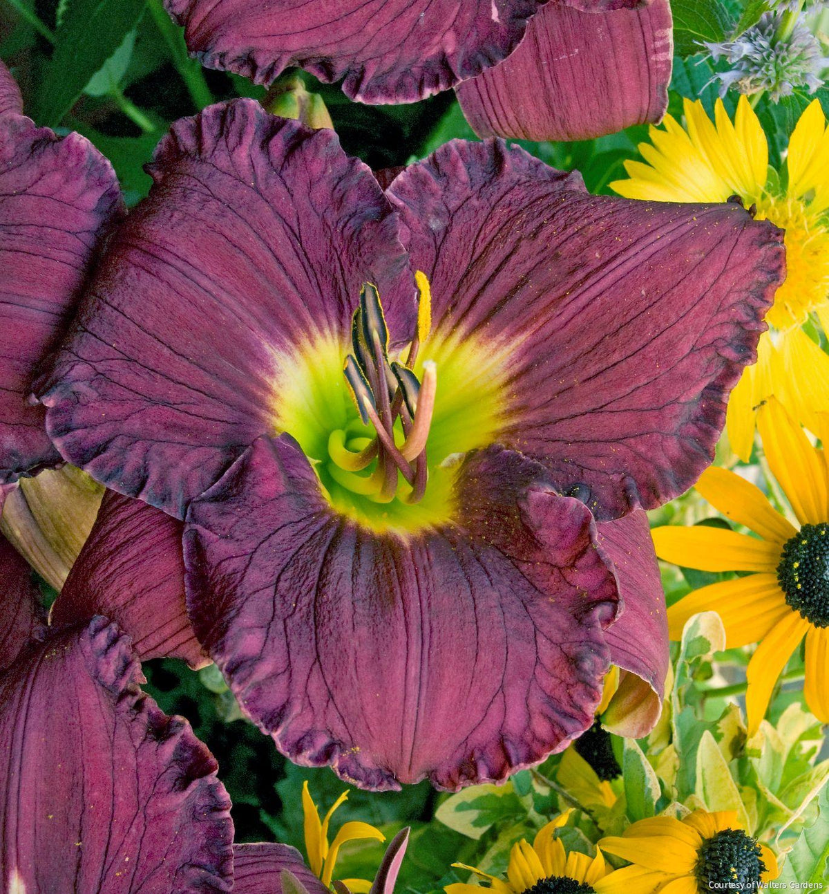 Hemerocallis 'Nosferatu' -Ship Only