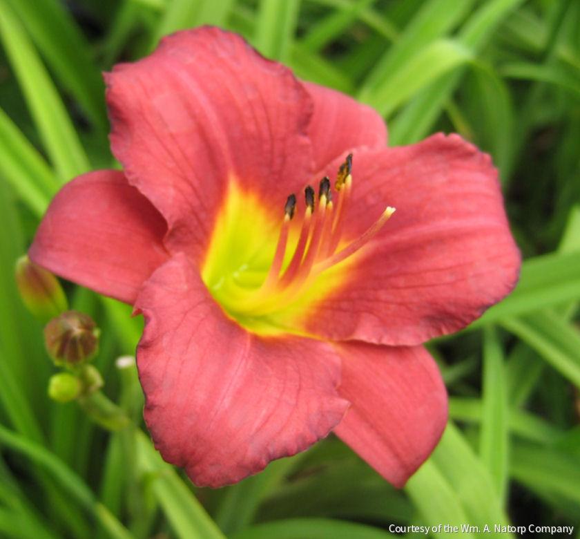 Hemerocallis 'Pardon Me' -Ship Only