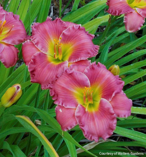 Hemerocallis 'Passionate Returns' -Ship Only