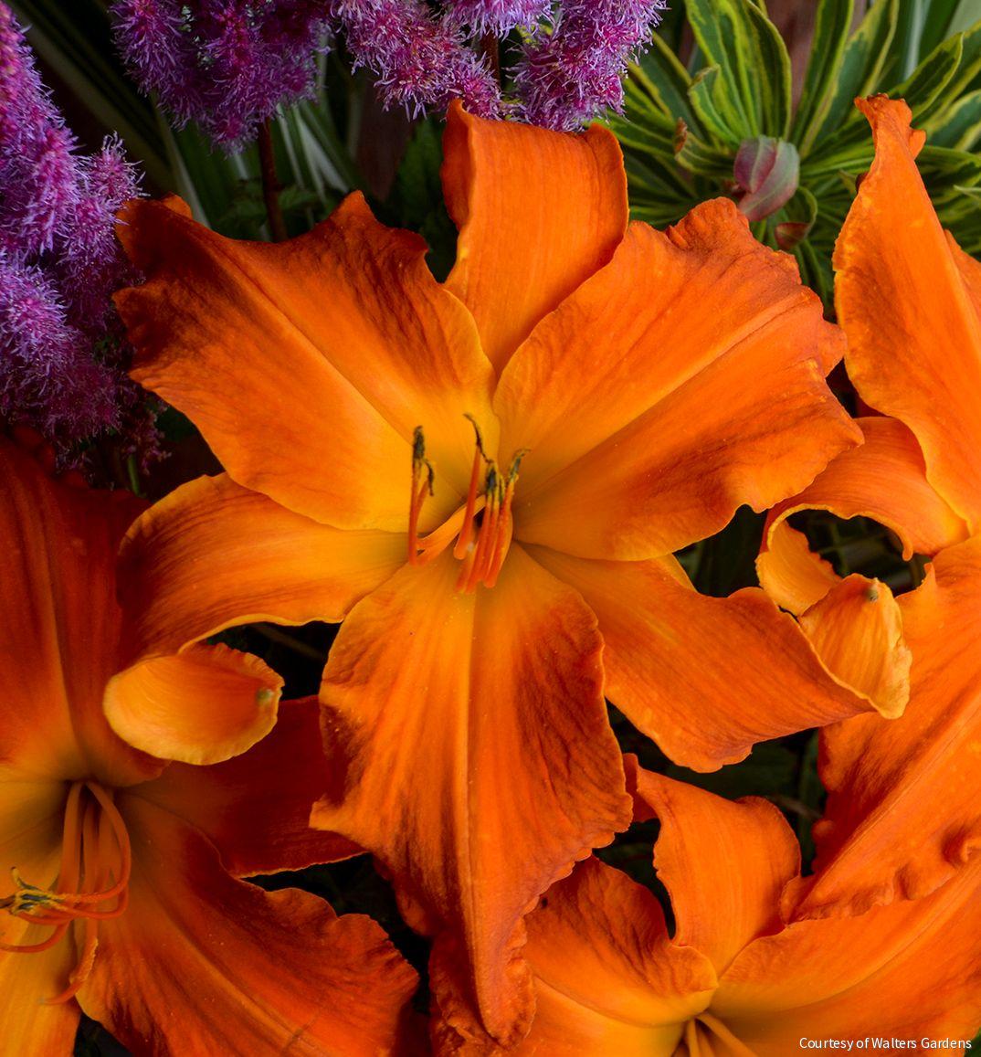 Hemerocallis 'Primal Scream' -Ship Only