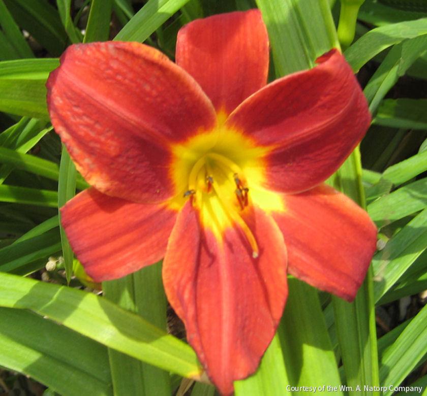 Hemerocallis 'Rocket City' -Ship Only