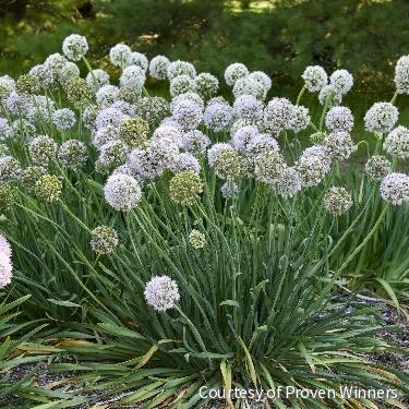 Allium 'Bobblehead' -Ship Only