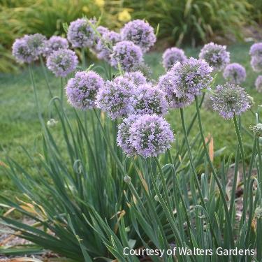 Allium 'Bubble Bath' -Ship Only