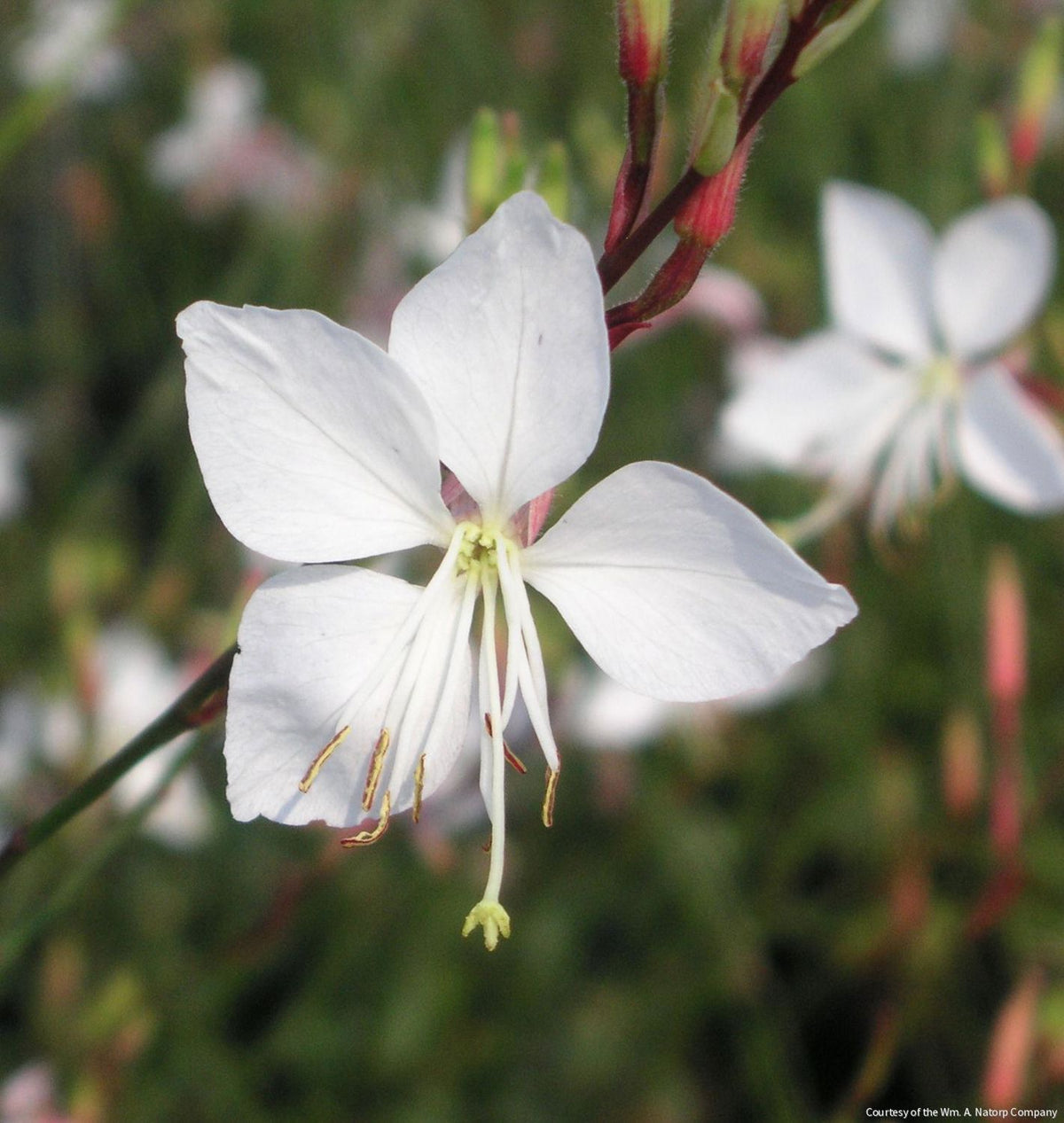 Gaura l. 'Whirling Butterflies' -Ship Only