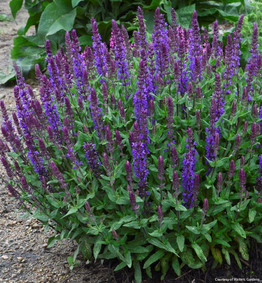 Salvia n. 'New Dimension Blue' -Ship Only