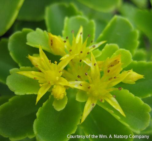 Sedum kamtschaticum -Ship Only