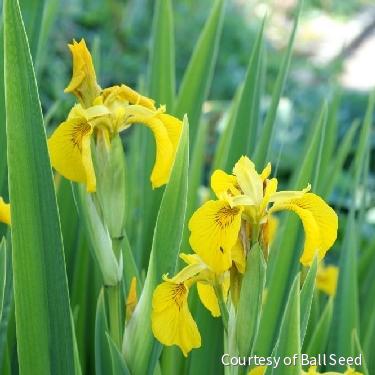 Iris pseudacorus 'Variegata' -Ship Only