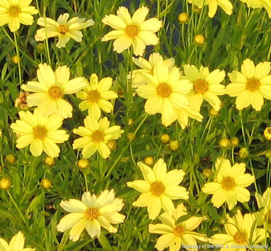 Coreopsis 'Crème Brulée' -Ship Only
