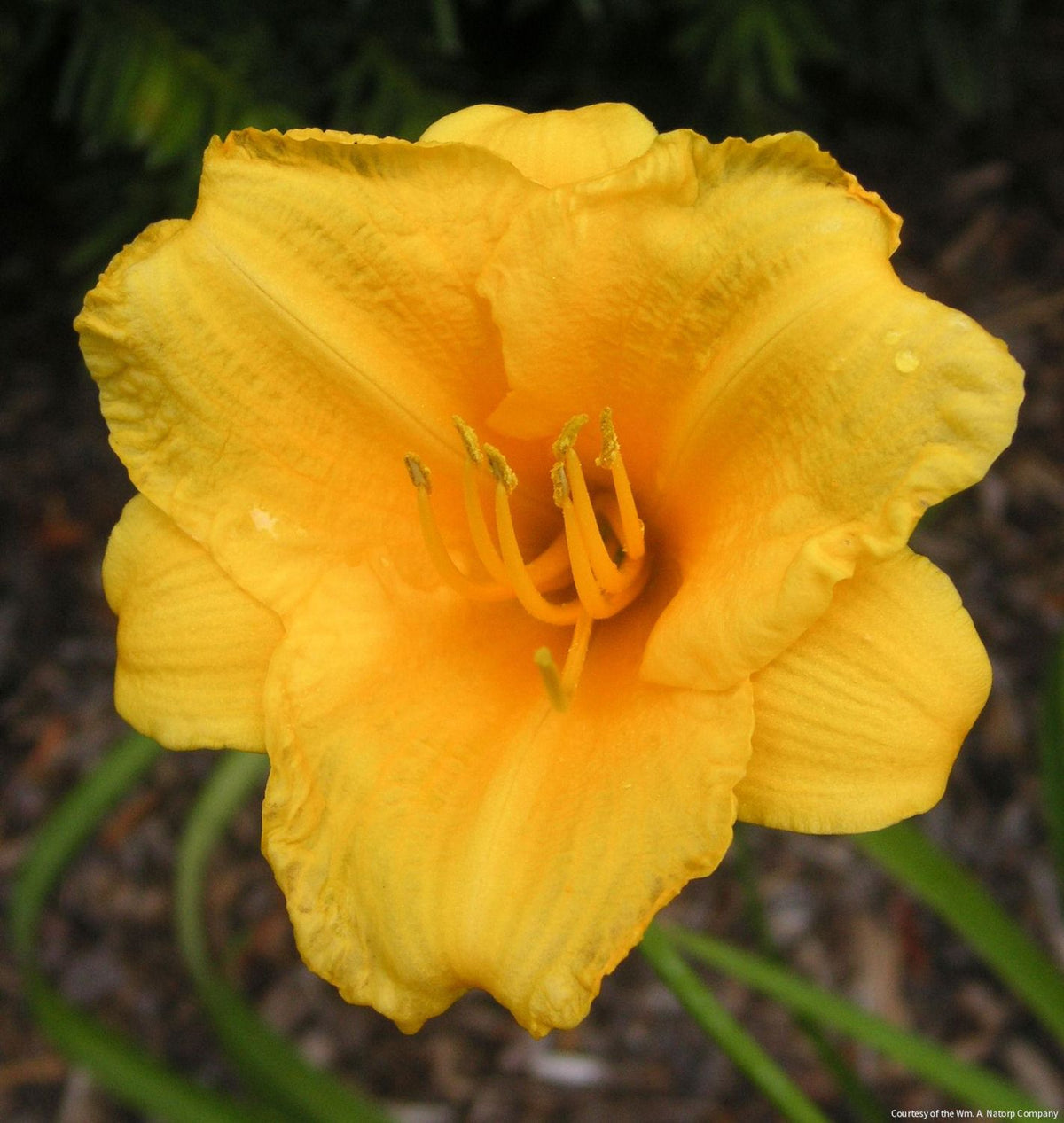 Hemerocallis 'Stella de Oro' -Ship Only