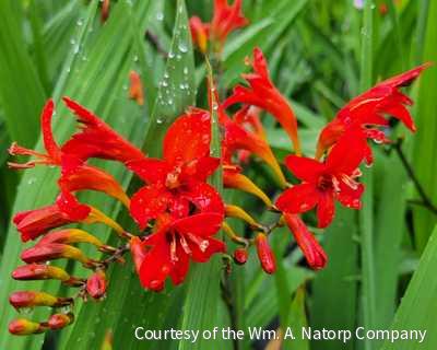 Crocosmia 'Lucifer' -Ship Only