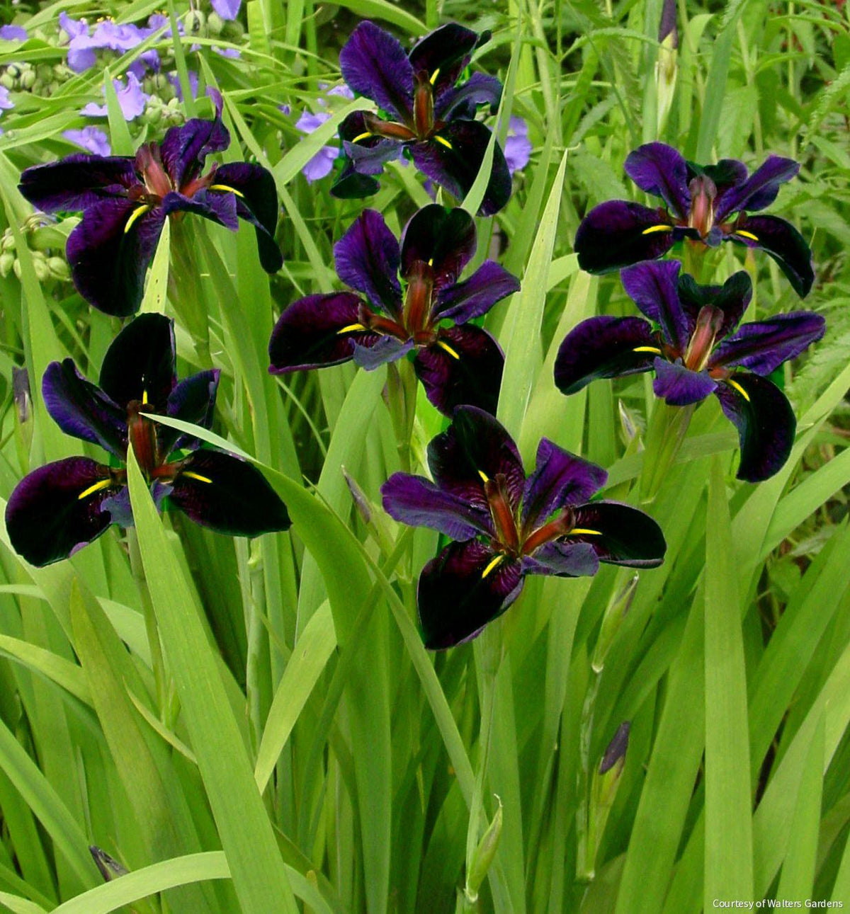 Iris l. 'Black Gamecock' -Ship Only