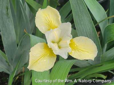 Iris s. 'Butter and Sugar' -Ship Only