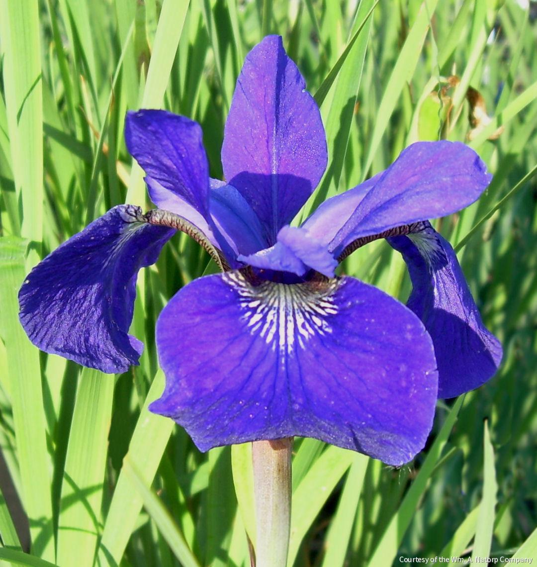 Iris s. 'Caesar's Brother' -Ship Only