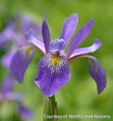 Iris v. 'Purple Flame' -Ship Only