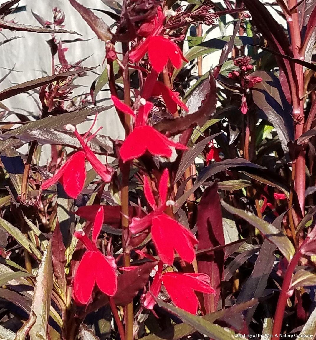 Lobelia 'Queen Victoria' -Ship Only