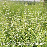 Calamintha nepeta ssp. Nepeta (Calamint) -Ship Only