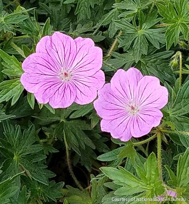 Geranium 'Blushing Turtle' -Ship Only