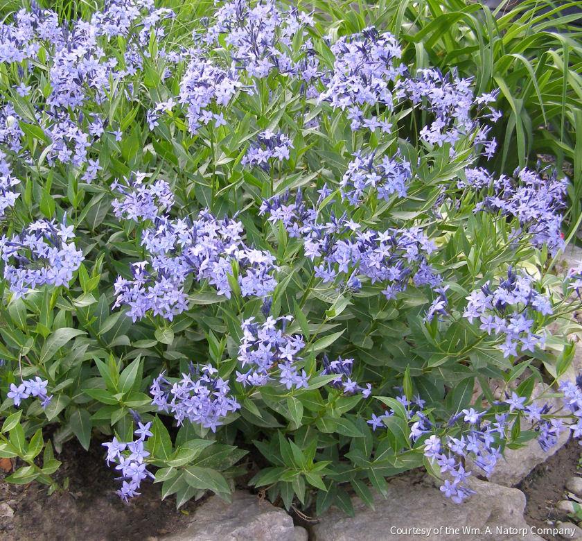 Amsonia x 'Blue Ice' -Ship Only