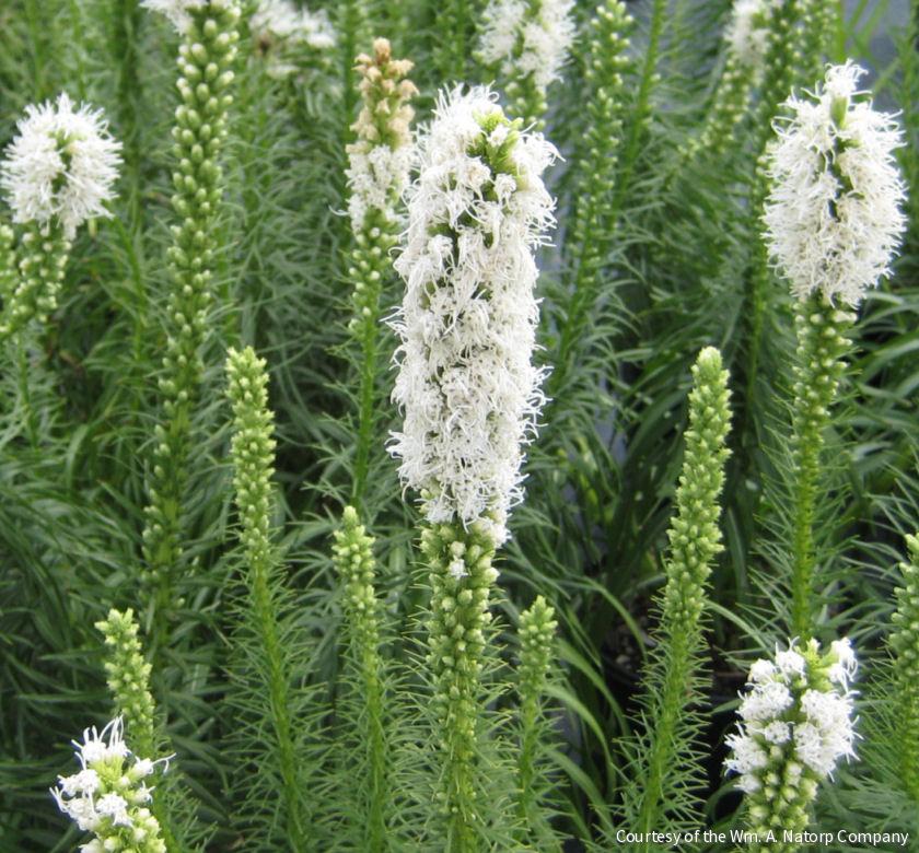 Liatris s. 'Floristan White' -Ship Only
