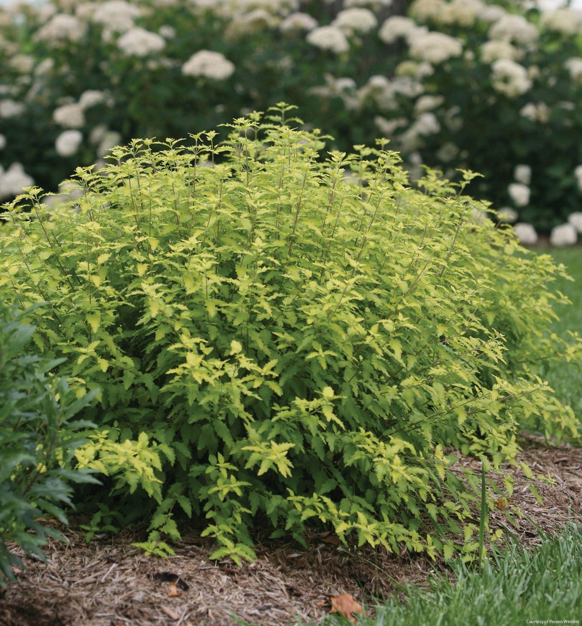 Caryopteris i. Sunshine Blue® II -Ship Only