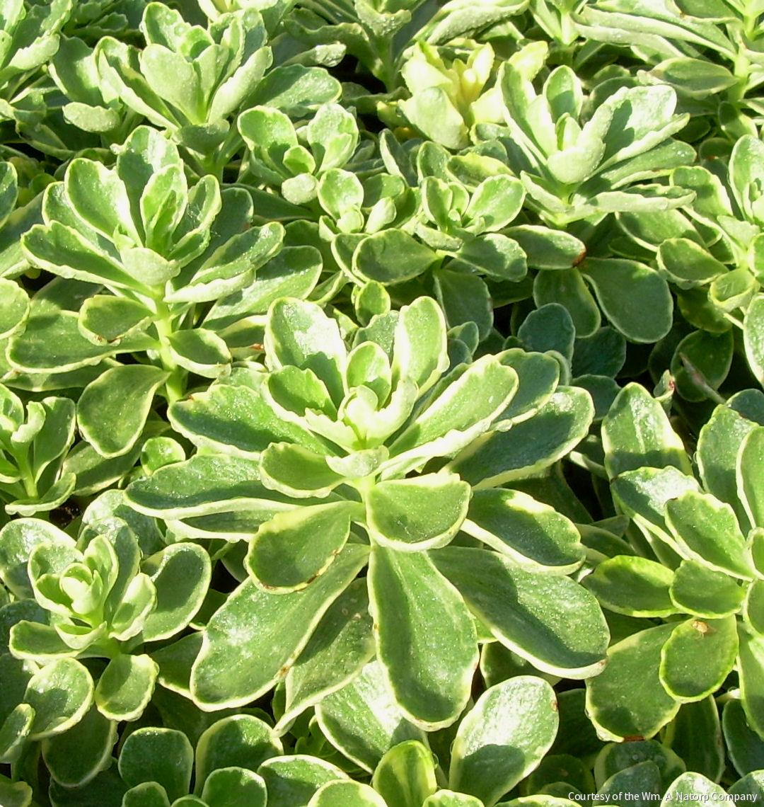 Sedum k. 'Variegatum' -Ship Only