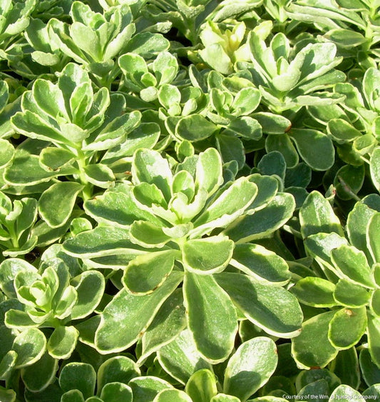 Sedum k. 'Variegatum' -Ship Only