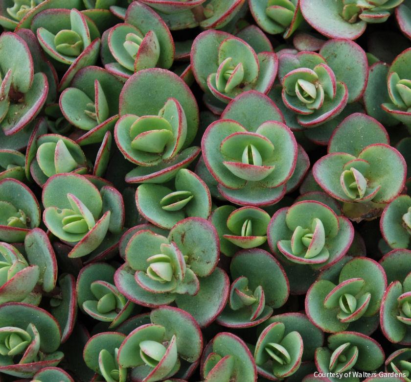 Sedum Sunsparkler® 'Lime Zinger' -Ship Only