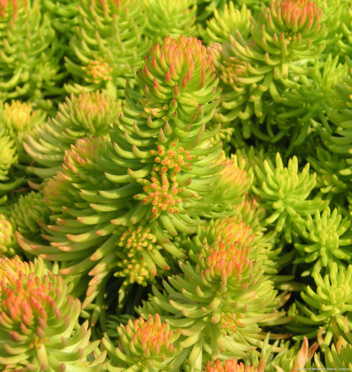 Sedum r. 'Angelina' -Ship Only
