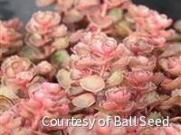 Sedum s. 'Dragon's Blood' -Ship Only
