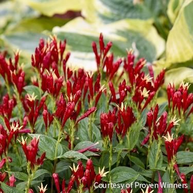 Spigelia m. 'Apple Slices' -Ship Only