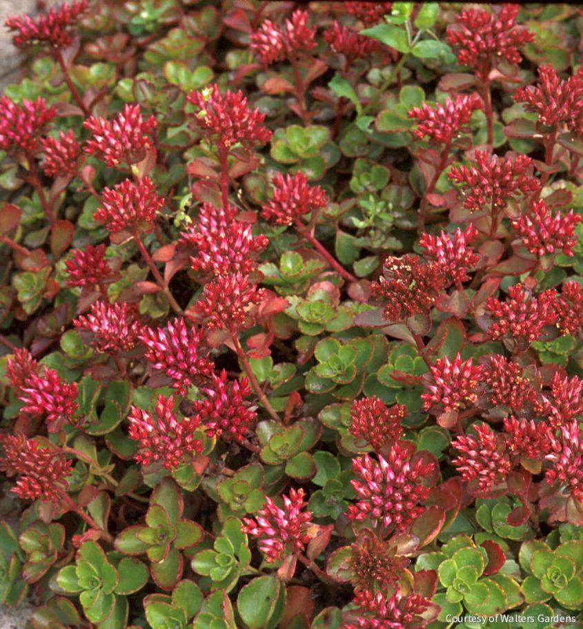 Sedum s. 'Fulda Glow' -Ship Only