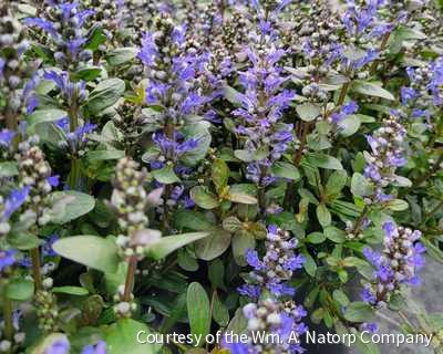 Ajuga r. 'Chocolate Chip' -Ship Only