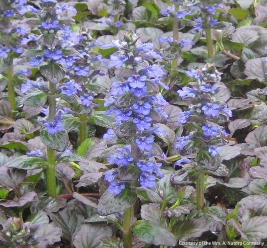 Ajuga r. 'Catlin's Giant' -Ship Only