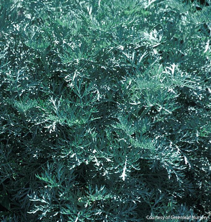 Artemisia x 'Powis Castle' -Ship Only