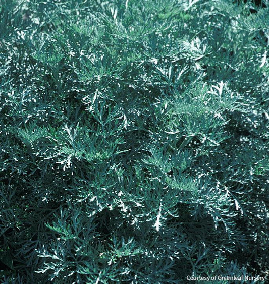 Artemisia x 'Powis Castle' -Ship Only