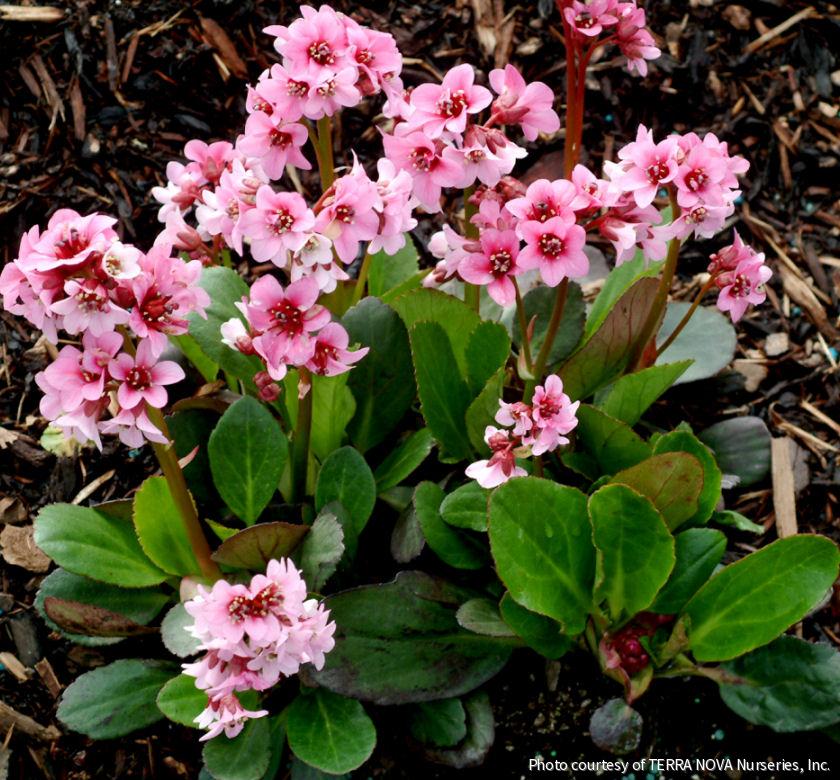 Bergenia 'Pink Dragonfly' -Ship Only